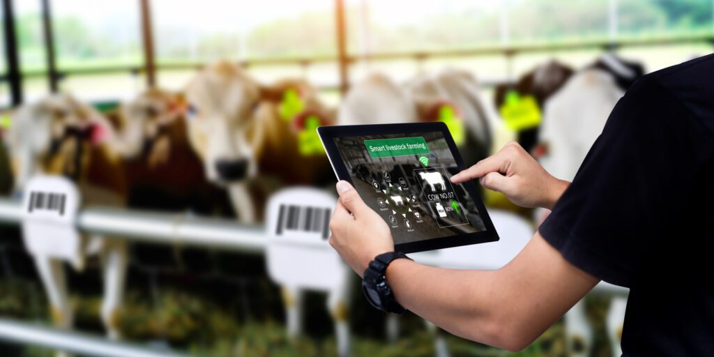 A dairy farmer uses a tablet and dairy business solutions to assess production.