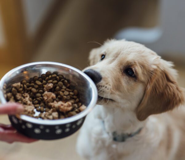 Puppy gets food that was delivered on time through delivery management software used by a local pet store.