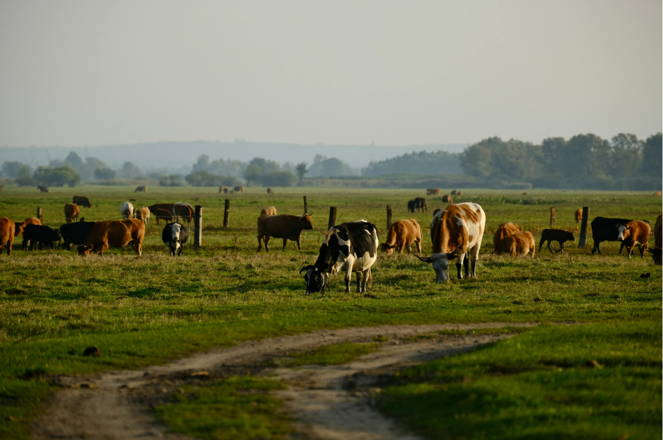 Beef cattle grazing on open pasture with a dirt track in the foreground